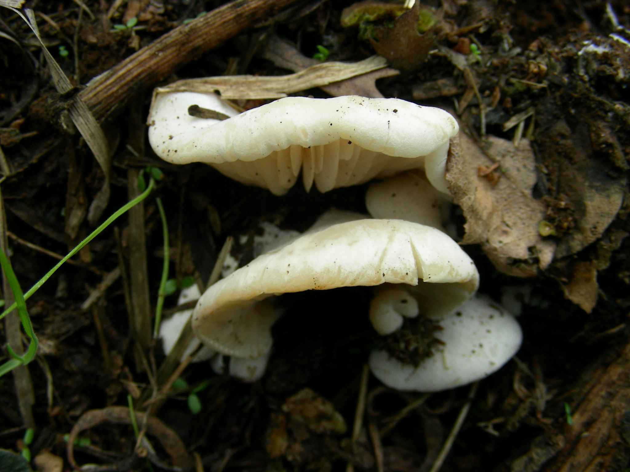 1952 Marzo vecchio ritrovamento